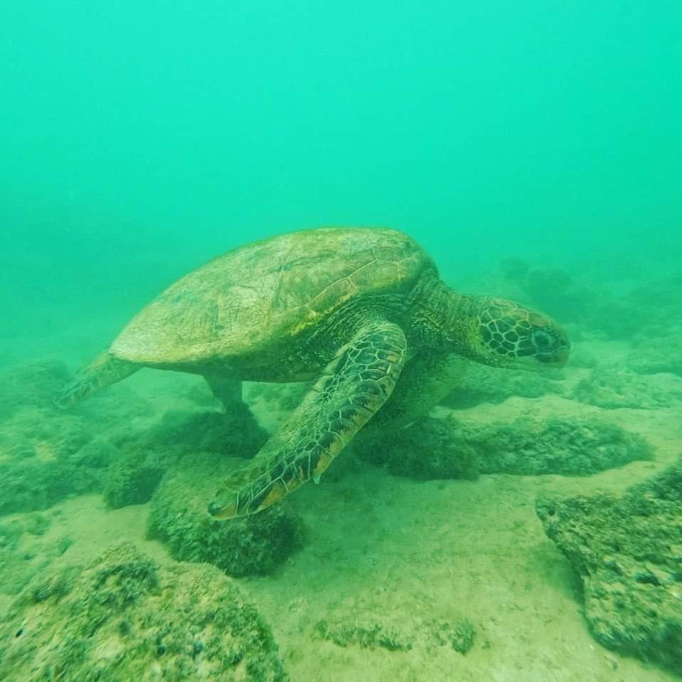 Tortuga House Lejlighed Puerto Baquerizo Moreno Eksteriør billede